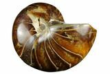Polished Fossil Nautilus - Madagascar #183145-1